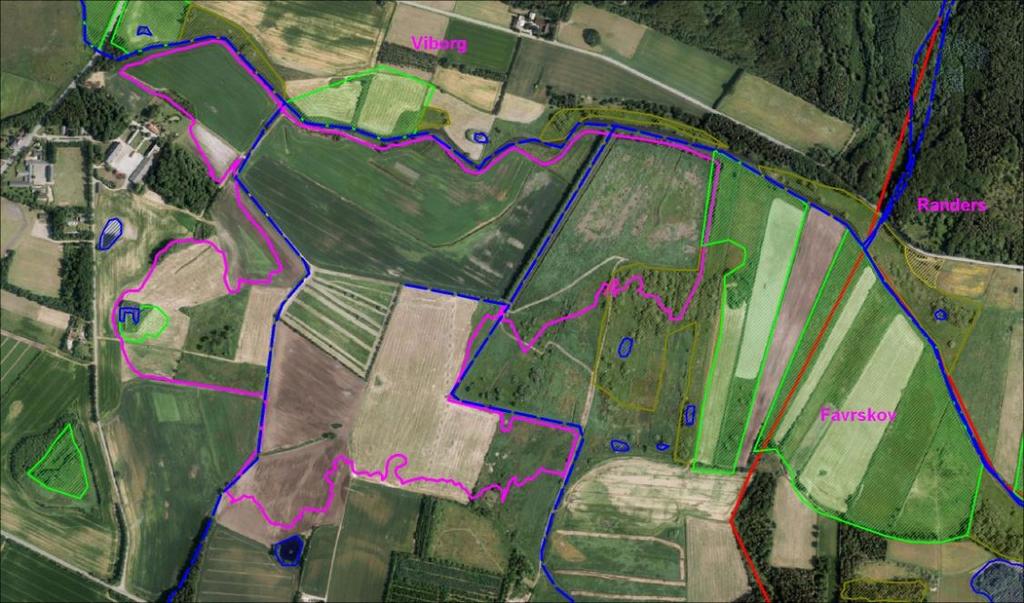 Figur 1.1.3. Det forventede projektområde ved Skjern Enge (lilla streg). Desuden er vist arealer omfattet af 3, hvor lysegrøn er eng, brun er mose og blå områder er søer. Blå stiplet streg er vandløb.