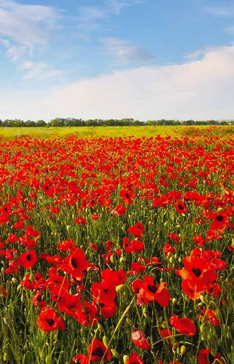 Så næste gang du ser en valmuemark kan du mindes dette: In Flanders fields the poppies blow Between the crosses, row by row, That mark our place; and in the sky The larks, still bravely singing, fly