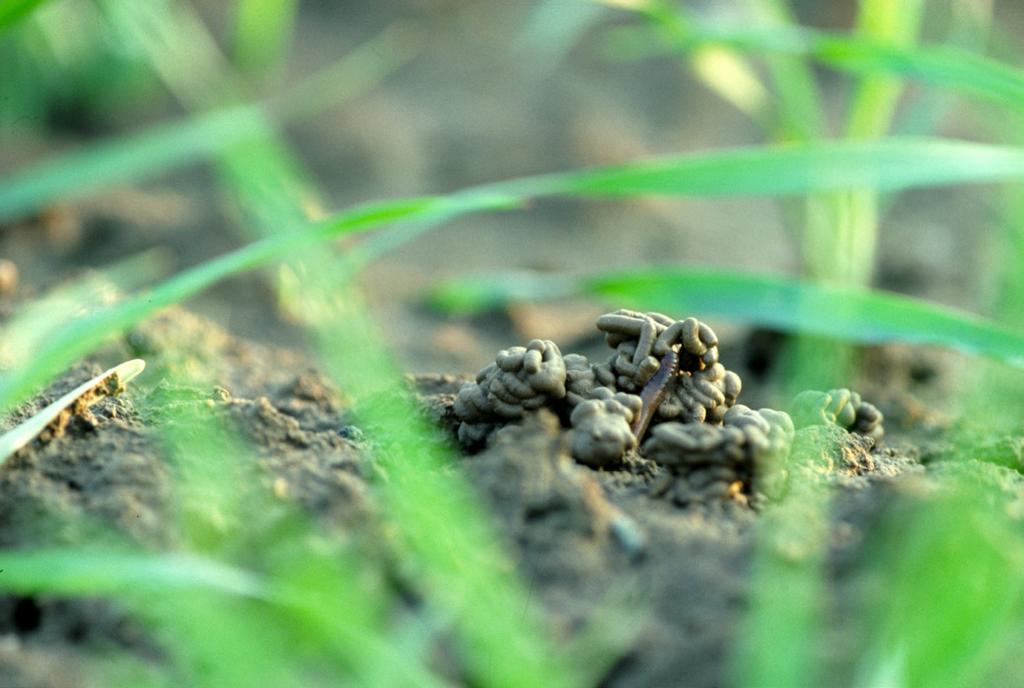 Regnorme forynger jorden 6. Regnorme fremmer biologisk kontrol Regnorme fremmer dyrkningen og udbredelsen af gavnlige jordbakterier og -svampe i deres gange og ekskrementer.