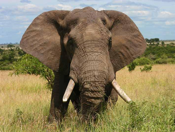 Den store afrikanske elefant er en af de legendariske The Big Five : Elefant, løve, næsehorn, leopard og bøffel.