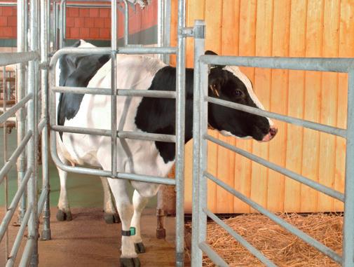 GEA Farm Technologies tilbyder forskellige systemer til hurtig, effektiv og pålidelig frasortering af enkelte dyr eller grupper af dyr, helt automatisk.