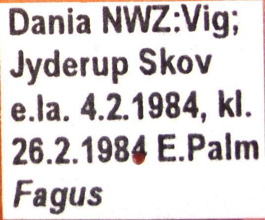 Strophedra weirana (Dougl.) 5207 10-12 mm.
