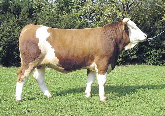 Po drugi svetovni vojni so rejci in strokovnjaki z intenzivnim delom oplemenjevali avtohtone pasme v Pomurju z biki iz doline Simm v Švici.