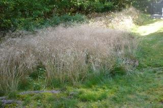 gavn af samlivet. Græsset bølget bunke kan godt dominere i partier hvor der er lys nok.