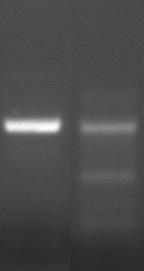 Appendiks B Problem 2 Flere PCR-produkter ved analyse på agarosegel FLERE PCR-PRODUKTER MULIG ÅRSAG LØSNING Godt PCR udbytte Flere bånd PCR Annealingtemperatur for lav Tjek kalibrering af termocykler.
