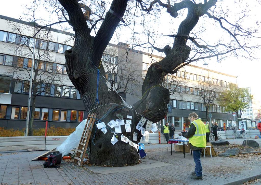 1. Erik Solfjeld besigtiger TV-egen i november 2011. Læg mærke til protestbrevene på stammen og afdækning med brædder ved træets fod.