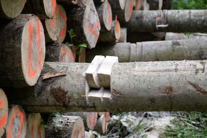 Prøvetagning Af de fældede træer er der udtaget vedprøver hver 3. meter op til en diameter på ca. 10 cm.