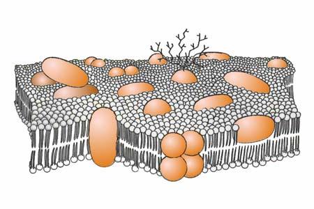 Membraner Problem: Hvordan kommer stoffer