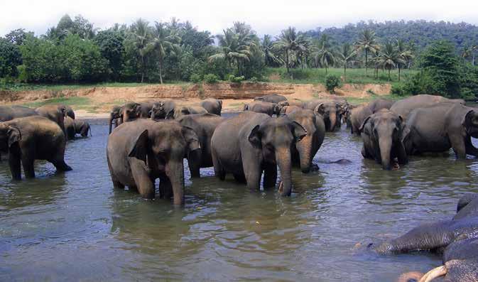 Glæd dig til besøget på elefantbørnehjemmet i Pinnawela. 7. dag. Kandy - den gamle kongeby.