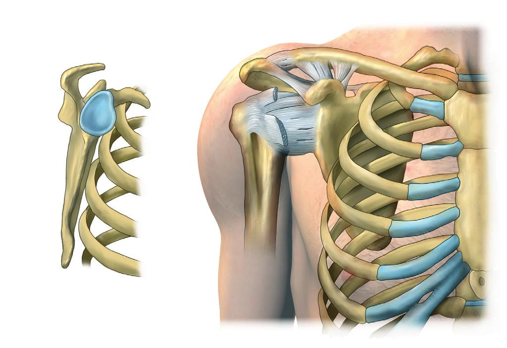 Faste Du får enten en lokalbedøvelse også kaldet en nerveblokade (blokade), hvor hele armen / skulderen er bedøvet eller du får en fuld bedøvelse. Evt. begge bedøvelser kombineret.