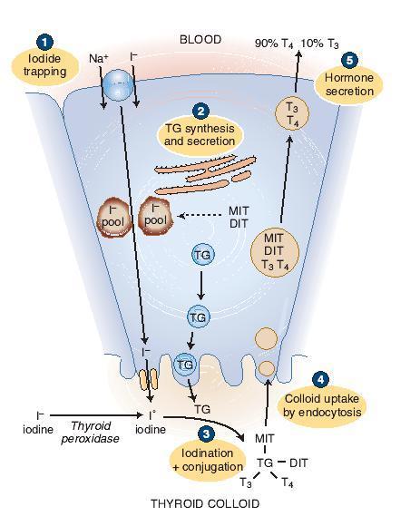 Stofskifte -metabolisme og så har vi lært at glandula thyroidea s hormoner påvirker vores stofskifte de passerer cellemembranen og