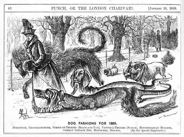 Et satirebillede fra det engelske satireblad Punch, som en kommentar til avl på katte og hunde og modeluner len på selektion med udgangspunkt i genetisk sundhed i både store og små populationer, som