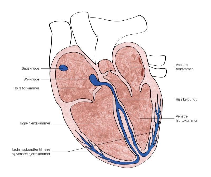 Undervisningsmateriale til undervisning af patienter med Hjertekarsygdomme  - PDF Free Download