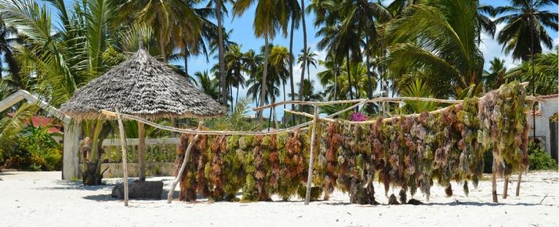 OM REJSEN Badeferie på eksotiske Zanzibar Kridhvide sandstrande strækker sig kilometer efter kilometer øen rundt. Kokospalmer. Flotte koralrev, azurblåt hav. Vilde delfiner.