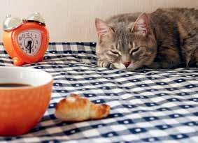 Et andet problem kan være, hvis caféens guidelines ikke tager særligt hensyn til kattene, men i højere grad til forretning: I udlandet findes der f.eks.