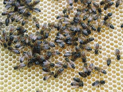 19 Hos Nørå Honning sælges honning fra egen bigård. Bierne indsamler nektar fra enge, marker og skove omkring Sneum Å og Kongeåen. Nektar fra Lyng og Klokkelyng indsamles på Kallesmærsk Hede.