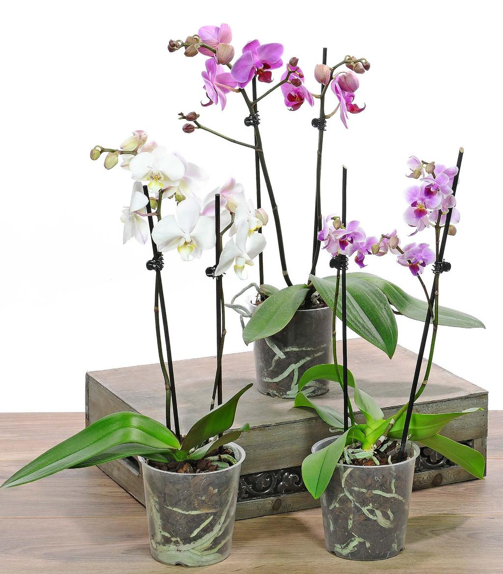 SMUKKE ORKIDÉER TIP Hvis du vander orkidéen for ofte, rådner
