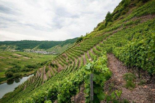Weingut Probst s vinmarker. Så snakken om stejle vinmarker med en hældningsgrad på 67 er ikke bare en snak om kuriøse dyrkningsforhold.