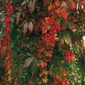 engelmannii er en kraftigtvoksende og selvhæftende klatreplante.