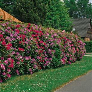 Rhododendron Nogle af de robuste storblomstrede rhododendron egner sig fint til uklippede blomstrende hække på beskyttede voksepladser. Plantes i ren sphagnum.