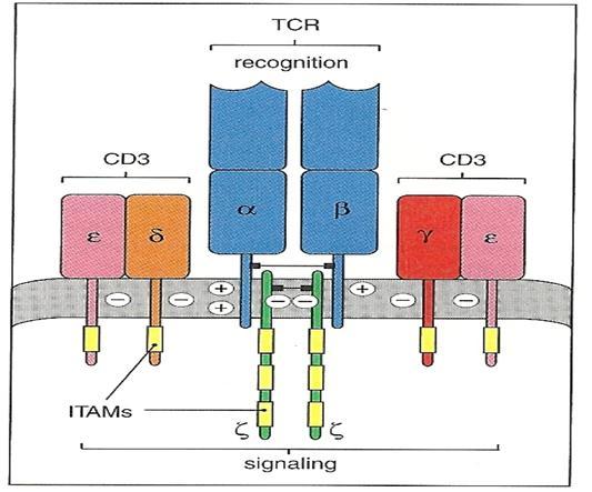 heterodimer af en α- og en β- glykoprotein kæde 2. TCR er nonkovalent bundet til to heterodimere af CD3 proteiner (ɣɛ og δɛ), samt en homodimer af to ζ kæder (se Figur 2) [27].