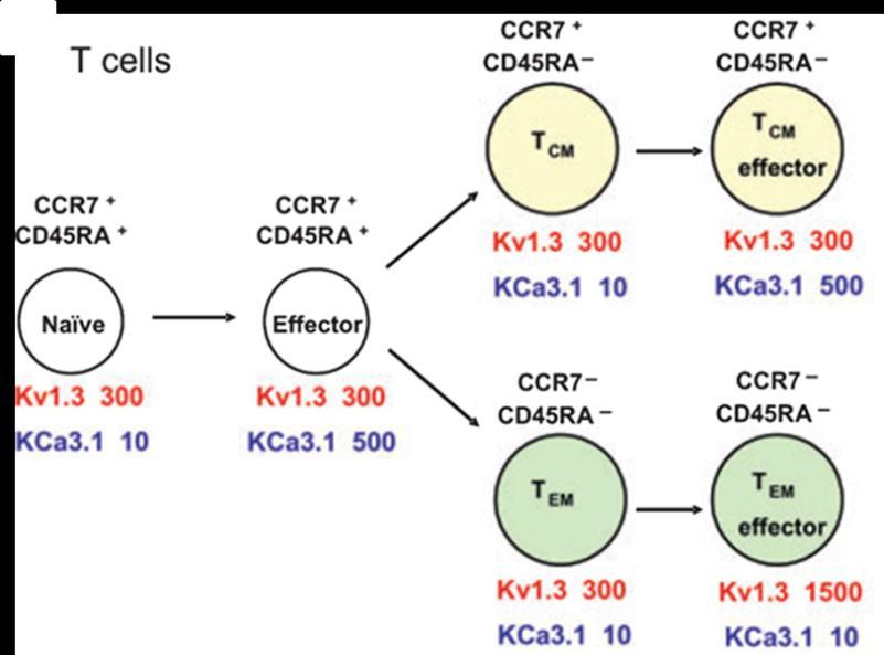 Figur 4: Oversigt over ekspressionen af antal Kv1.3 og KCa3.1 K + - kanaler pr.