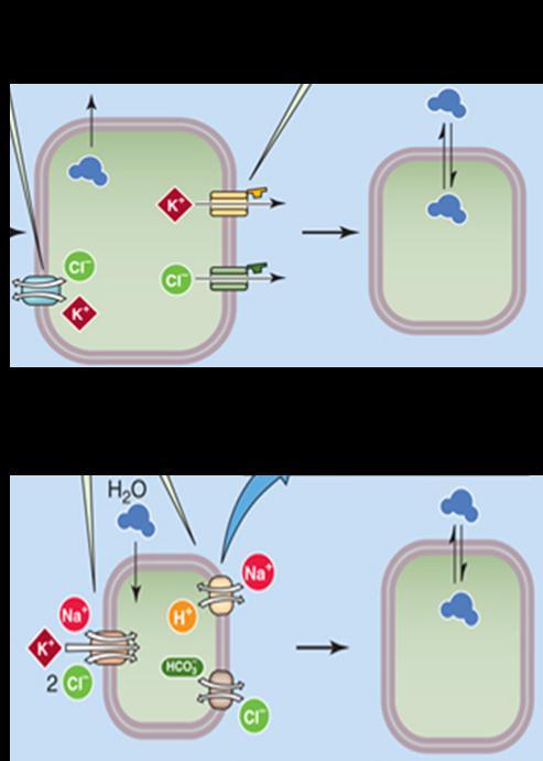 Osmotisk svulmede celler udskiller KCl og nonessentielle organiske osmolytter, hvilket reducerer cellevolumen til det normale igen, da cellevand følger den udadgående osmotiske gradient.
