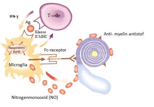og Very Late activation Antigen-4 (VLA-4), hvorefter T-cellerne trans-migrerer igennem endothelet og ind i hjernen, hvor de udløser et immunrespons (se Figur 9) [90].