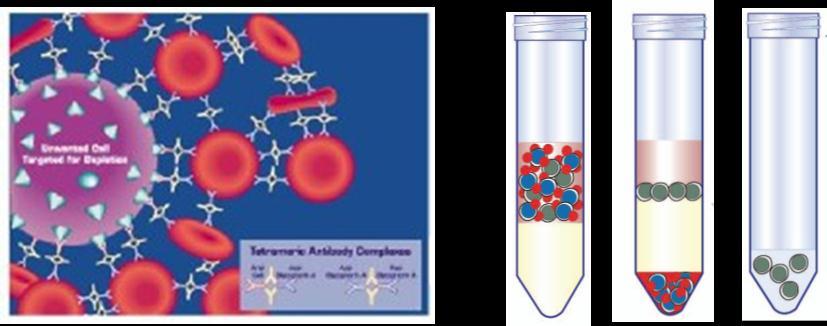 Figur 10: På billedet til venstre ses en roset bestående af en uønsket celle omgivet af røde blodceller, dannet af de tetrameriske antistoffer i RosetteSepen.