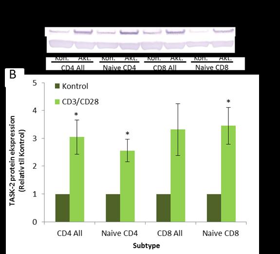 Figur 27: TASK-2 ekspression på protein niveau i forskellige humane T-celle subtyper efter 3 dages aktivering.