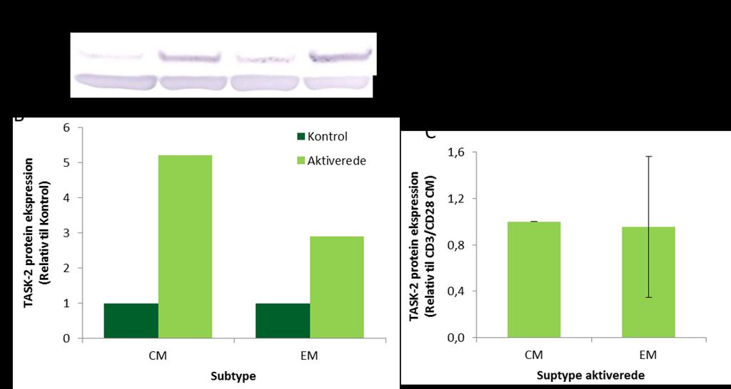 Figur 28: TASK-2 ekspression på protein niveau i Central Memory (CM) og Effector Memory (EM) T- celler.