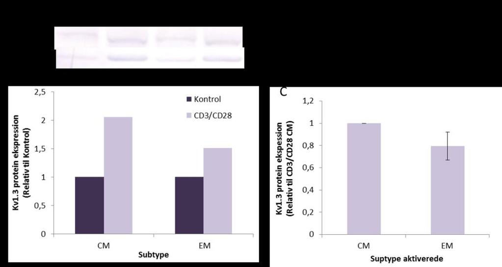 Figur 29: Kv1.3 ekspression på protein niveau i Central Memory (CM) og Effector Memory (EM) T- celler. T-celler oprenset fra PBMCs blev aktiveret med CD3/CD28 beads og høstet efter 3 dages aktivering.