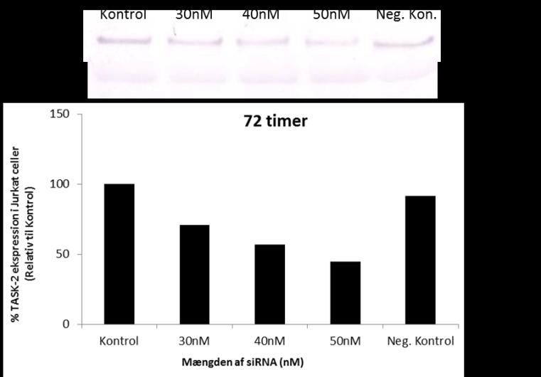Jurkat celler blev transfekteret med sirna for TASK-2 ved brug af forskellige transfektions-agenter (Lipofectamine (L), NeoFx (Fx) og Amine (A)) og inkuberet i 60-, 72-, 84- og 96 timer.