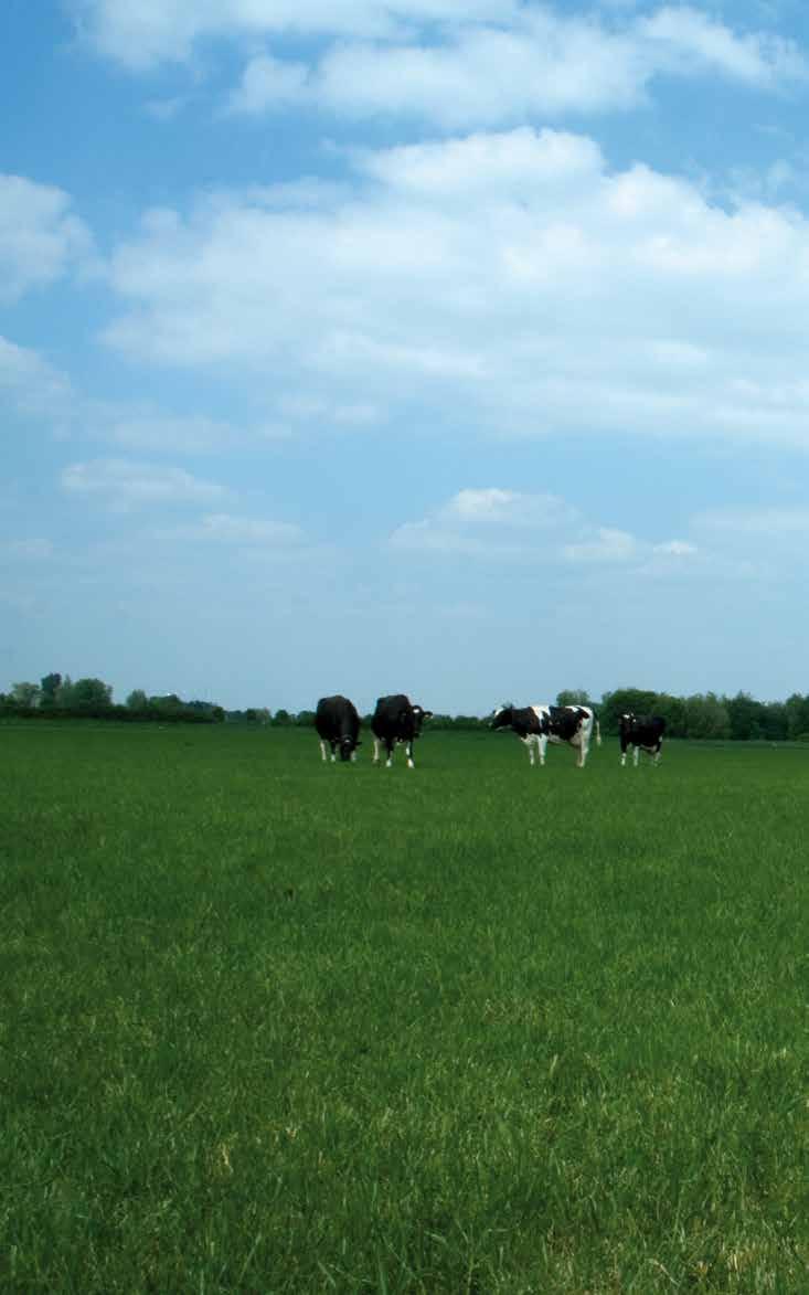 Græsmark Kvæg Set fra et økonomisk synspunkt spiller udbyttet fra græsmarken en væsentlig rolle hos alle danske mælkeproducenter både i kvalitet og mængde.