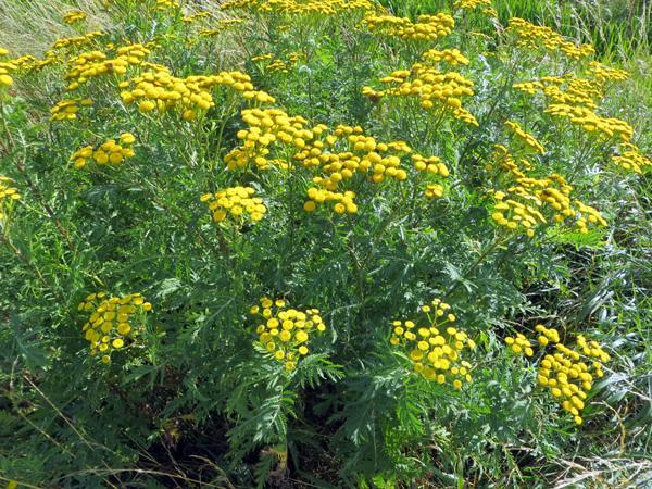 - rejnfan står med gule blomster - tagrør blomstrer med sin mørkviolette top - sommerfuglebusken, der har stor tiltrækning på sommerfugle, springer i blomst - fortsæt selv Tangnål står på lur i