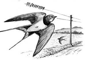 Fugle - duernes kurren høres meget - i fugtige områder træffes
