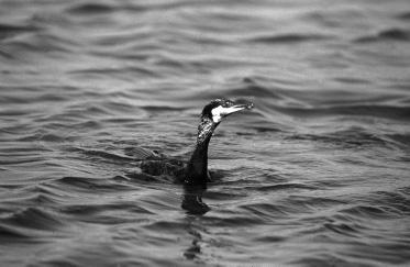 Net-entrapment of Danish Great Cormorants 253 Great Cormorant. Photo: John Larsen. Store mængder Skarver drukner i fiskeredskaber, når de jager fisk ved nettene eller inde i ruser.