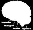 Amygdala: Alarm 112 Hypothalamus Hypofysen