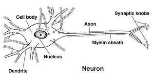 Nervesystemets fysiologi Myelinskederne har små indsnævringer der kaldes Ranvierske