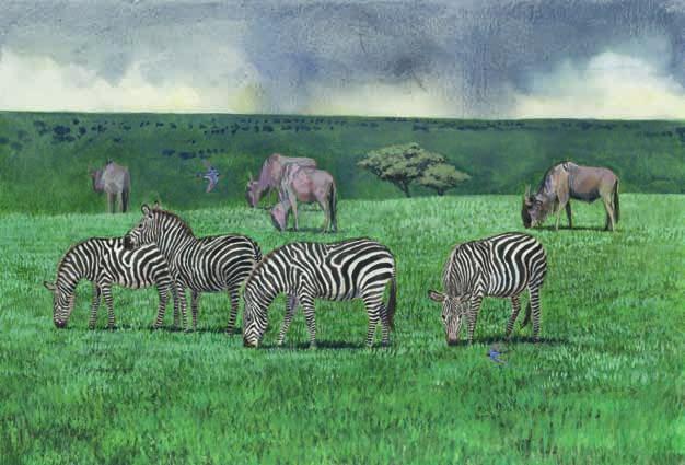 Du følger en flok zebraer på vandring.