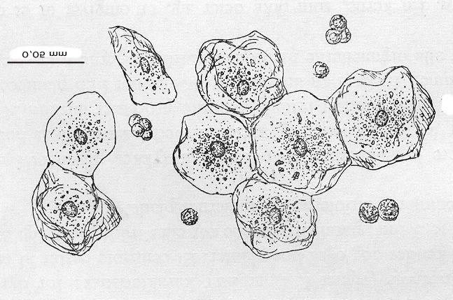 Småforsøg side 3 Mikroskopering af celletyper I Mundslimhindeceller Skrab med en tændstik el. lign. lidt celler af kindens inderside.