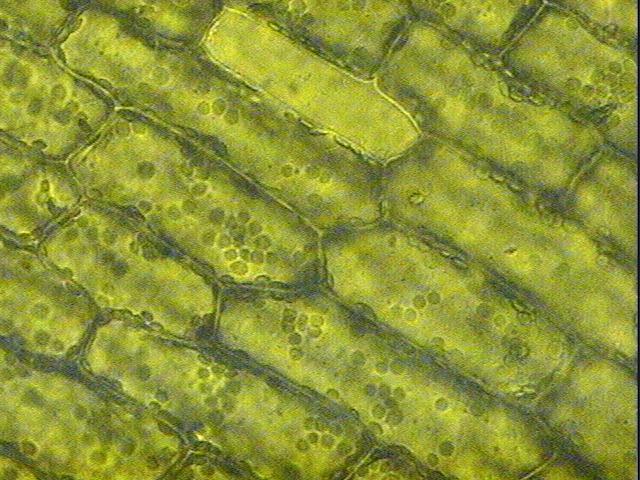 Småforsøg side 5 II Celler i vandpestblade 1 Læg et blad fra skudspidsen af en vandpestplante i en dråbe vand på et objektglas. Læg et dækglas over og sug evt.