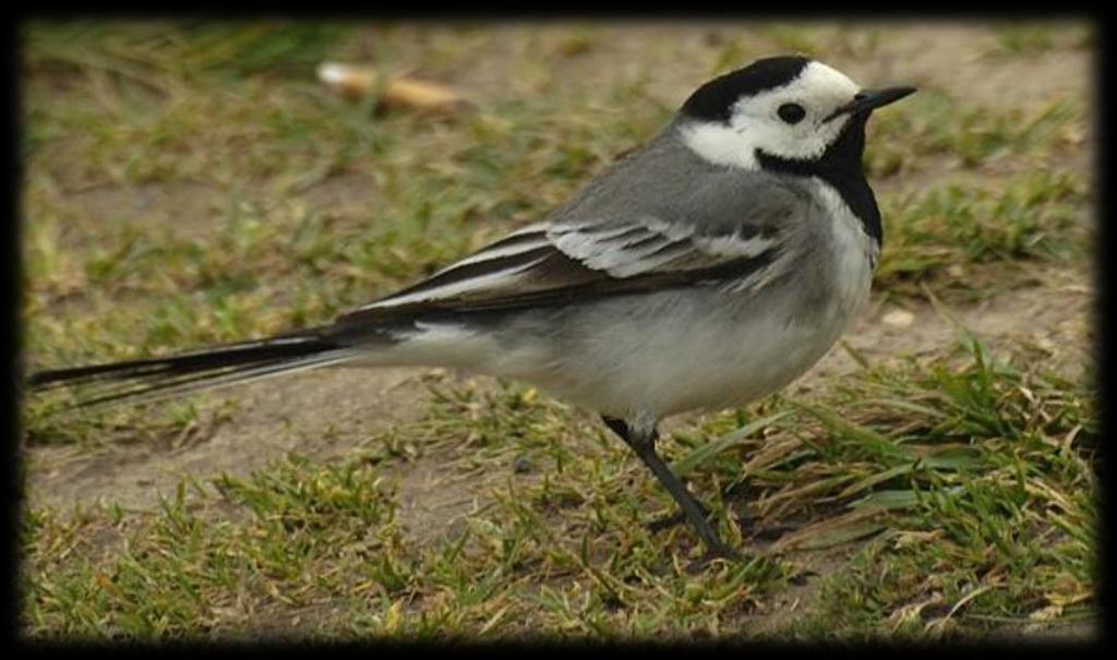 Det derude. Flere fuglearter begynder at synge i marts måned, og bl.a. sanglærken kan høres højt under himlen.
