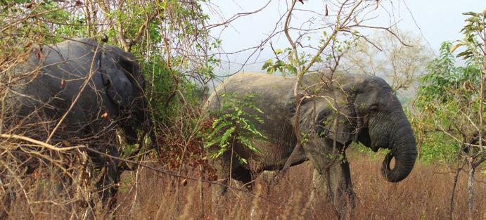 for en vild verden 04 ØJENKONTAKT af Afrikas vilde dyr ZOOLOGISKE HAVER Rollen i naturbevarelse - PDF Gratis download