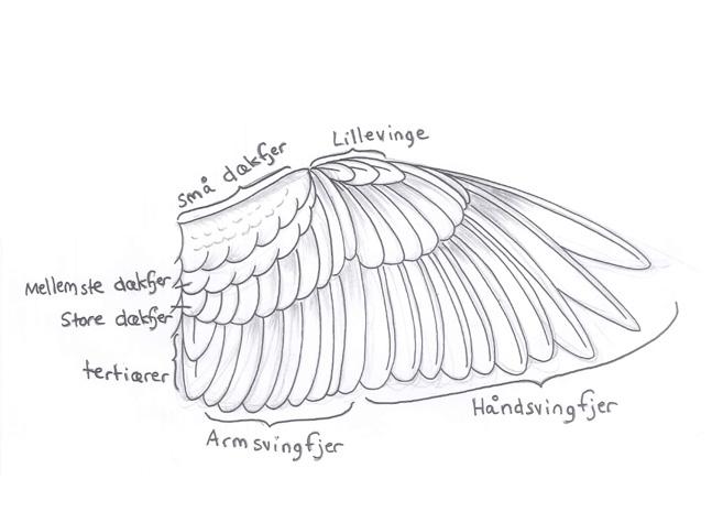 Ved at undersøge størrelse og farve på fjeren kan du finde ud af, hvilken fugleart fjeren
