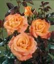 De storblomstrende roser har brug for god pasning og pleje, de bør gødes flere gange i løbet af vækstperioden.