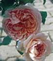 Austin roser David Austins English Roses er fremkommet som krydsninger mellem historiske og moderne roser.