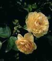 Vækst Bred og tæt 100-125 cm. A-kval. br. Løv Matgrønt co. Blomst Mørk pink juli - okt. 2-3 stk. Renaissance rose 1 stk.