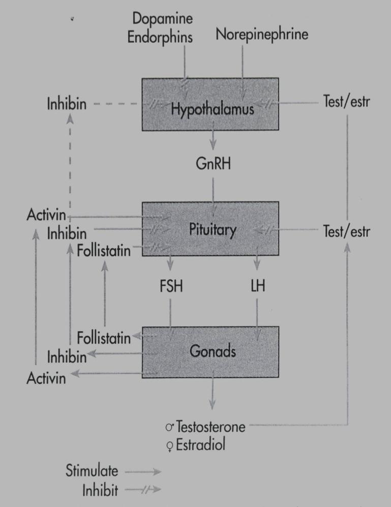 Det mandlige reproduktionssystem Hypothalamus- hypofyse- gonade aksen (se s. 1125, 1. udgave) Kontrollerer 2 for primære funktioner: 1. Produktion af mandlige gameter i tubuli semineferie contorti 2.