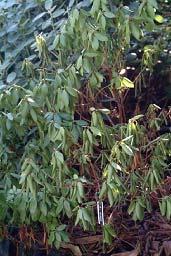 4291 K Phytophthora cinnamomi Filename: DSCF0200.JPG Description: Phythophthora rodsvamp i rhododendron de fleste planter dør.